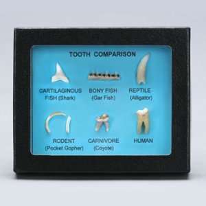 Tooth Comparison Set   Natural Bone Replicas:  Industrial 