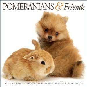  Pomeranians & Friends 2011 Wall Calendar: Office Products