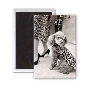 High fashion hound   3x2 inch Fridge Magnet   large magnetic button 