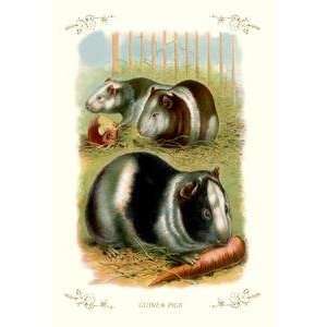  Vintage Art Guinea Pigs   11208 5: Home & Kitchen