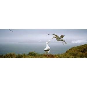 Wandering Albatross, Pair, Bay of Isles, South Georgia Photographic 