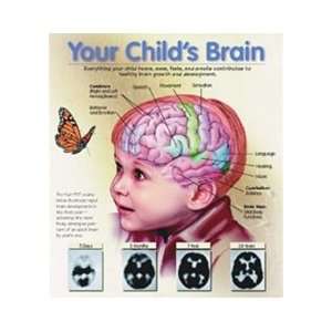 Your Childs Brain Chart:  Industrial & Scientific