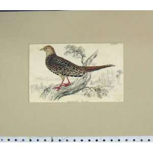  1835 Hand Coloured Print Female Phasianus Vers Bird