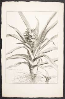 Dodart & Robert 1719 FOLIO Botanical. Pineapple; Ananas  