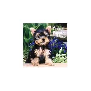  Yorkie Puppies 2010 Wall Calendar: Office Products