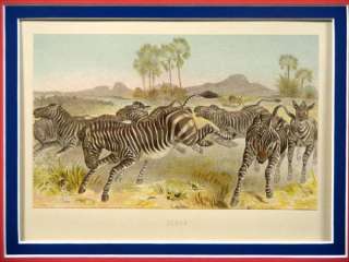 Original 1880s Litho * BREHMS TIERLEBEN * Zebras  