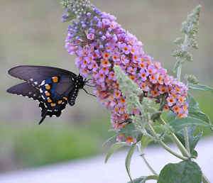 10 BUTTERFLY BUSH SEEDS ** ATTRACTIVE SHOWY #1137  