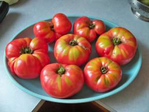 GIANT SYRIAN TOMATO 25 SEEDS HEAVY YIELDS LAGRE FRUITS  