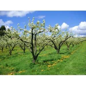  on Pear Trees in Orchard, Holt Fleet, Worcestershire, England, UK 