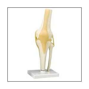  Functional Knee Joint Model A82 Industrial & Scientific