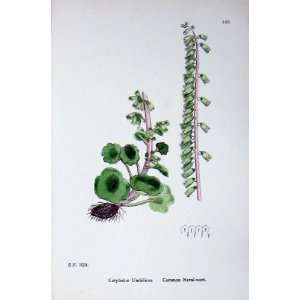  Botany Plants C1902 Common Naval Wort Cotyledon Colour 