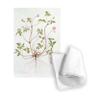  Herb Robert (w/c on paper) by Diana Everett   Tea Towel 