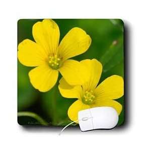   Park Wildflowers   Wildflower Yellow Oxalis   Mouse Pads Electronics