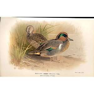  American Green Winged Teal By Thorburn Birds 1855 97