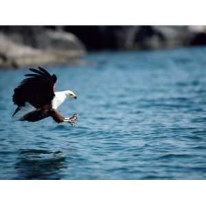  An African Fish Eagle Swoops Towards the Waters Surface 