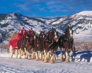 BUDWEISER CLYDESDALES WINTER BLISS PUZZLE  