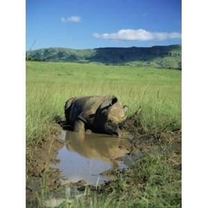 White Rhinoceros (Rhino), Ceratotherium Simum, Cooling Off, Itala Game 