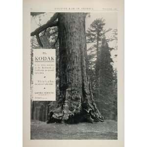   Vintage Ad Kodak Camera Redwood Giant Sequoia Tree   Original Print Ad