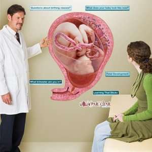 Fetal Development Sticky Anatomy Wall Chart