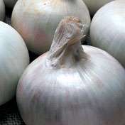 Organic Southport White Globe Onion   100 Seeds  