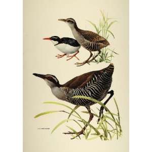  1984 Print Wake Island Rail Extinct Bird J.F. Lansdowne 