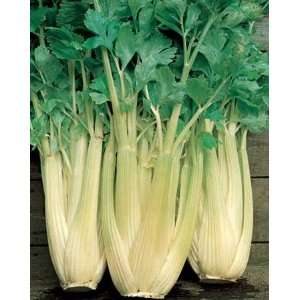  Geant Dore Ameliore Celery Seeds