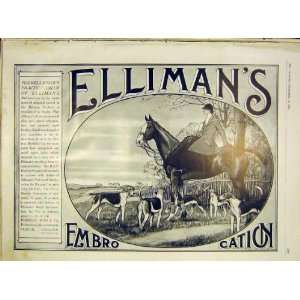  EllimanS Embrocation Hunting Hunter Hounds Advert 1912 