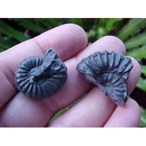  E0819 Gemqz Black Ammonite Mini Fossil Pair Cute 