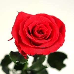  Single Red Rose   Preserved Amorosa Rose Toys & Games