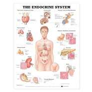 The Endocrine System Anatomical Chart, (1587790157), Lippincott 