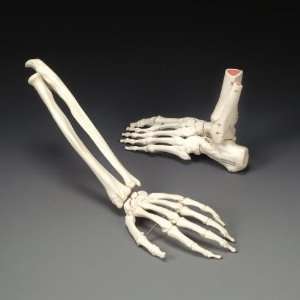 Skeletal Hand Anatomical Model:  Industrial & Scientific