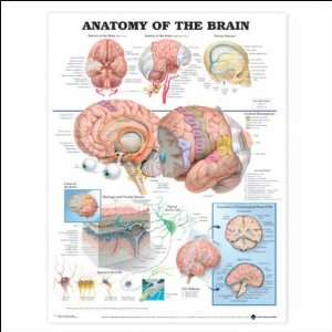  Anatomy of the Brain Anatomical Chart 20 X 26 Laminated 