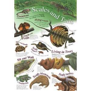 21x30) Laminated Scales and Tails Animal Educational Chart Poster 