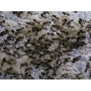  Black Ant Colony Protects and Cares for Its Eggs, Larvae 