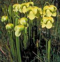 Pale Pitcher Plant (Sarracenia alata)   25+ SEEDS  