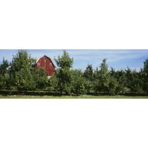  Red Barn Behind Apple Trees, Grand Rapids, Michigan, USA 