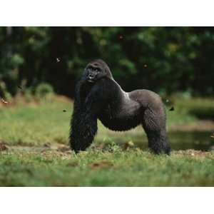  A Silverback Western Lowland Gorilla Strikes a Pose in 