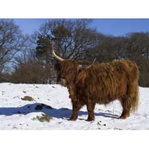  Highland Bull in Snow, Conservation Grazing on Arnside 