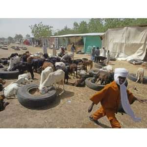  A Sheep and Goat Market is Seen in NDjamena Premium 