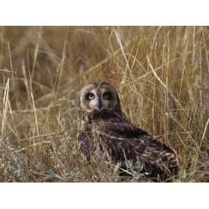  Short Eared Owl (Asio Flammeus) Standing in Low Vegetation 