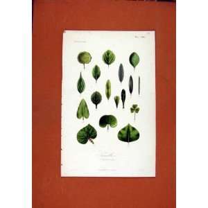  Germination Vegetable Bean Hand Colored Old Print