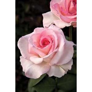  Pink Promise Rose   #3 container Patio, Lawn & Garden
