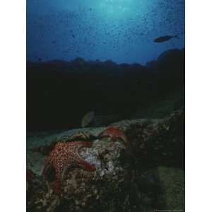 Underwater Scene of Starfish on Rock National Geographic Collection 