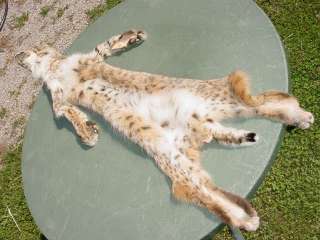 Missouri Bobcat pelt TAXIDERMY ready/tanned/fur/mount  