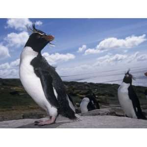 Rockhopper Penguins, Eudyptes Chrysocome, Falkland Islands 