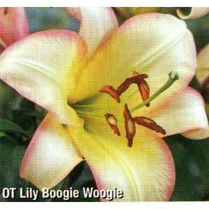  Lily Oriental Boogie Woogie: Patio, Lawn & Garden