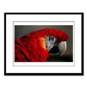  Large Framed Print Scarlet Macaw   Bird: Everything Else