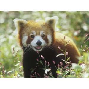  Red Panda (Ailurus Fulgens) an Endangered Species 