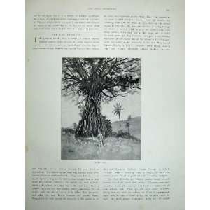   1886 View Havannah Harbour Ship Nelson Backa Tree Art: Home & Kitchen
