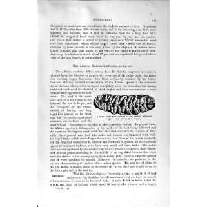  NATURAL HISTORY 1894 MOLAR TOOTH AFRICAN ELEPHANT PRINT 